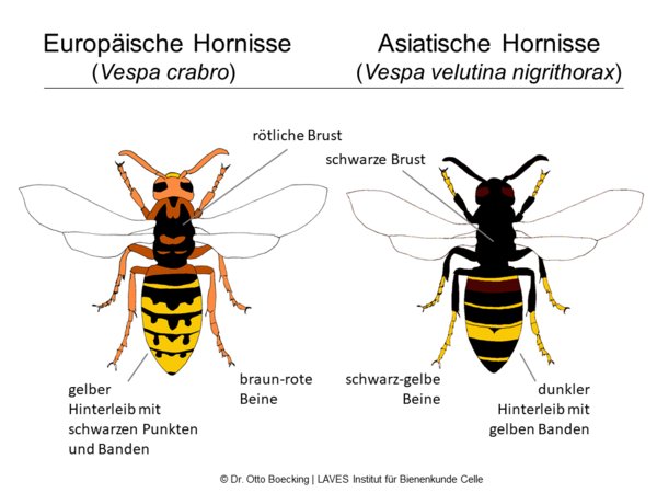 Vergleich Hornissen