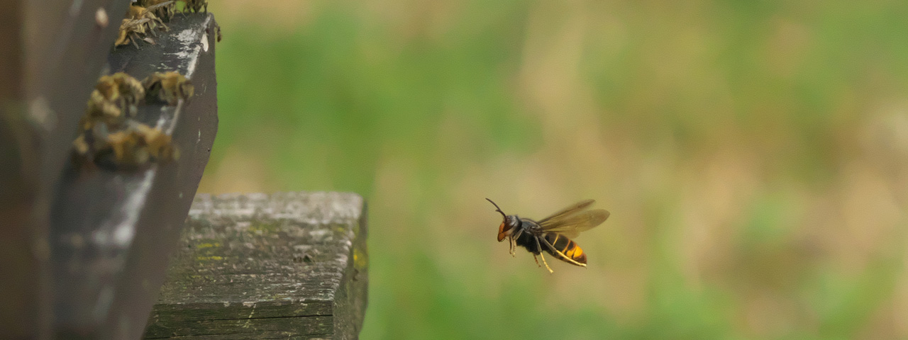 Asiatische Hornisse vor Bienenbeute