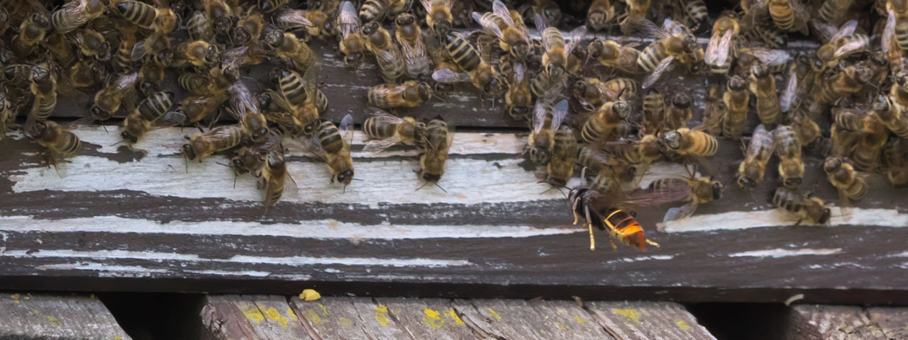 Asiatische Hornisse vor Bienenbeute