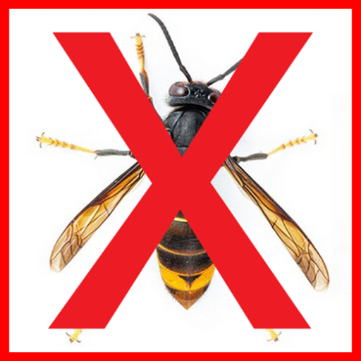 Velutina Netzwerk Niederrhein