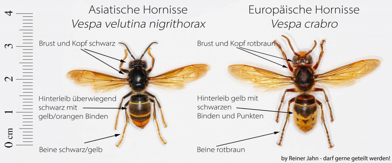 Vergleich Asiatische Hornisse vs. Europäische Hornisse