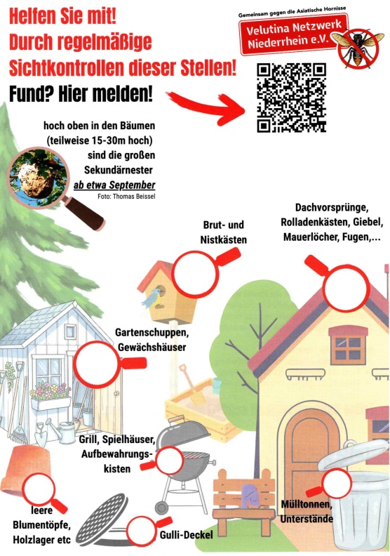 Flyer Asiatische Hornisse Vorderseite