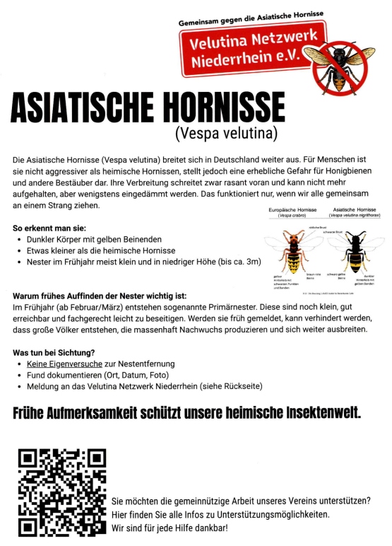 Flyer Asiatische Hornisse Rückseite