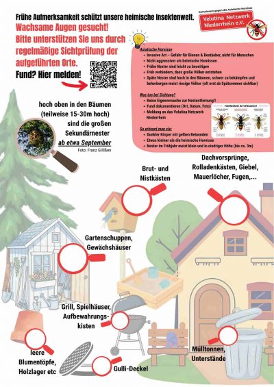 Plakat Asiatische Hornisse A2