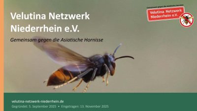 Präsentation Velutina Netzwerk Niederrhein e.V.